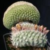 Strombocactus_disciformis_cristata